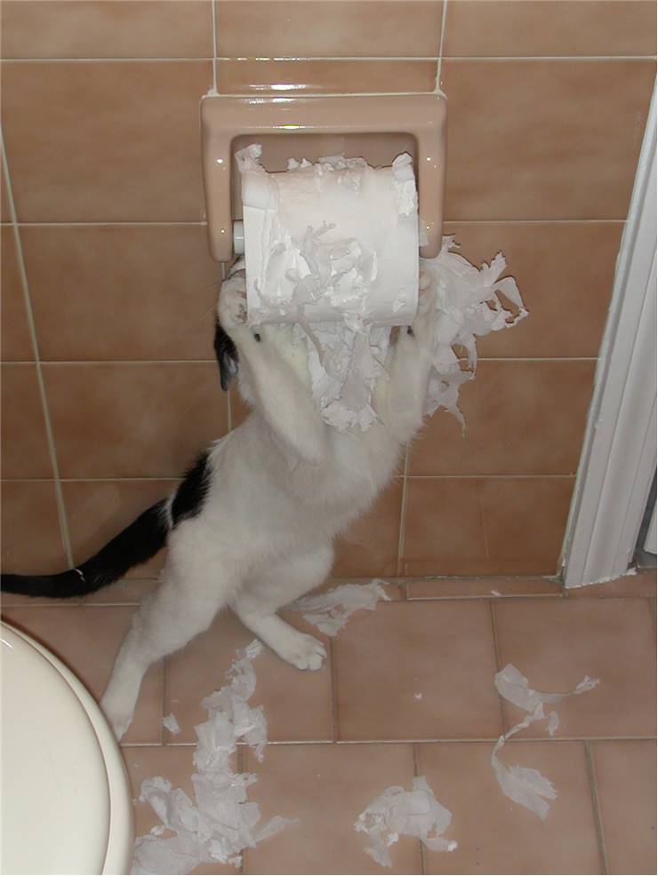 Toilet Paper Cat